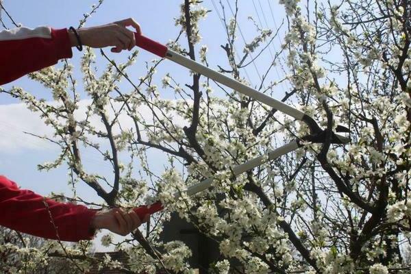 pruning ng pag-aalaga ng seresa