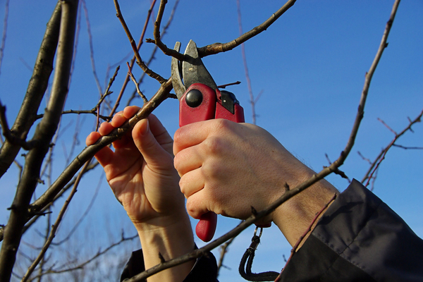 cherry care pruning