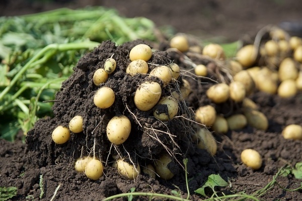 Potato harvest