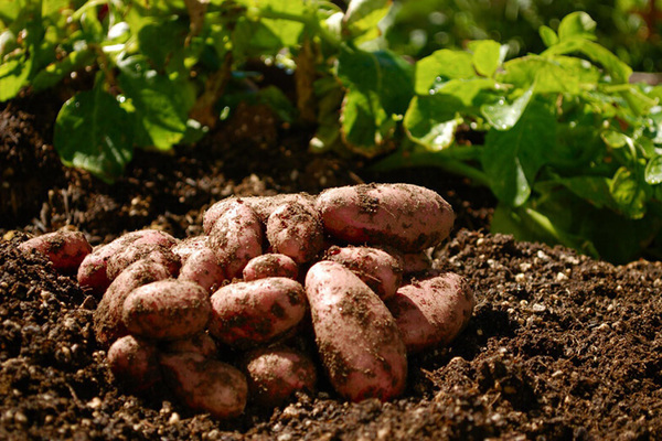 how to get a good harvest of potatoes