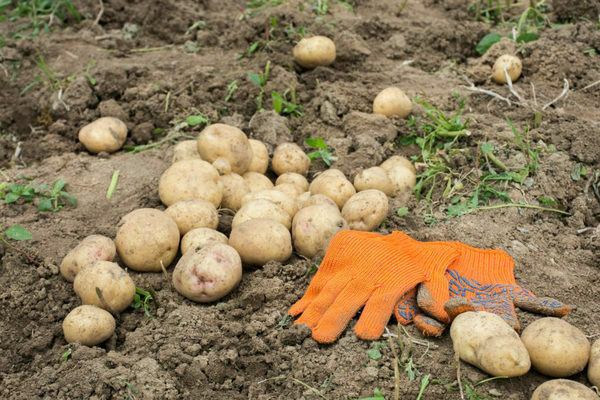 kung paano makakuha ng isang mahusay na pag-aani ng patatas