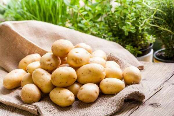 potato harvest