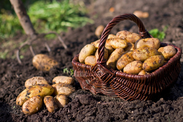 how to get a good harvest of potatoes