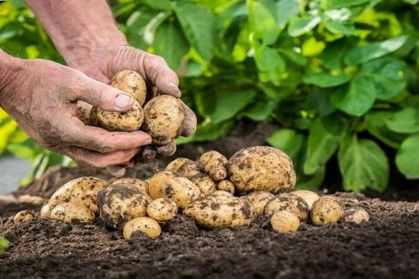 how to get a good harvest of potatoes