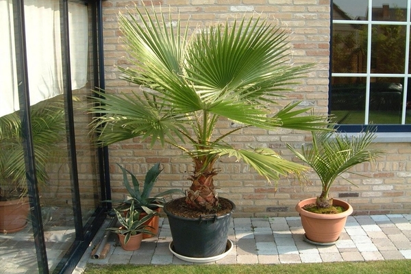 palm