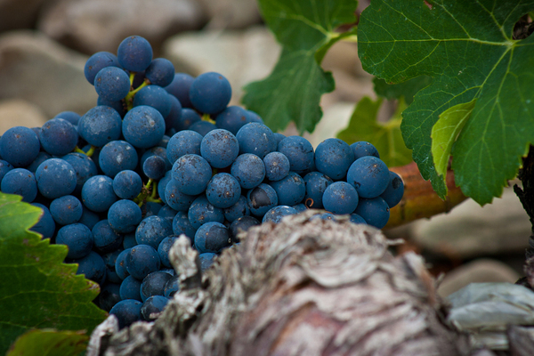 Rebsorte Tempranillo