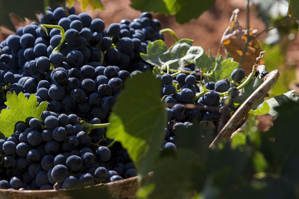 Beschreibung der Tempranillo-Traube