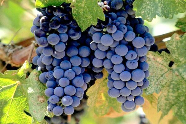 Tempranillo grapes: characteristics, cultivation, photo