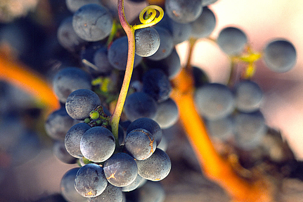 tempranillo grapes