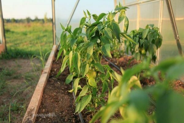 foliar dressing of pepper sa bukas na bukid