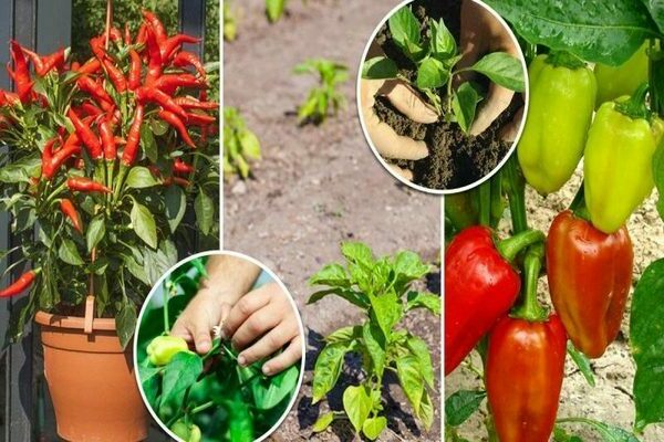 vinaigrette foliaire au poivre avec des remèdes populaires