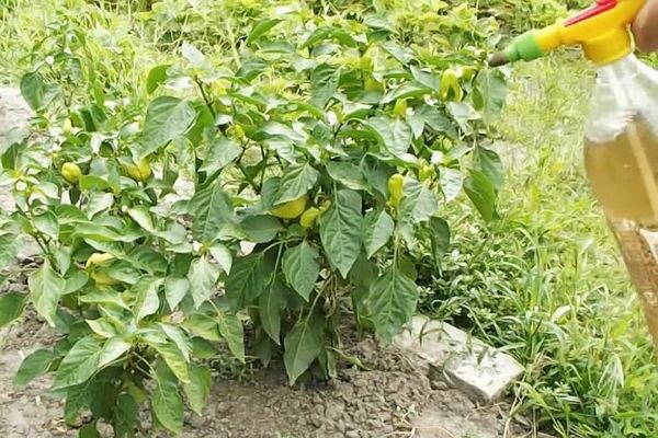 alimentation foliaire de poivre en plein champ