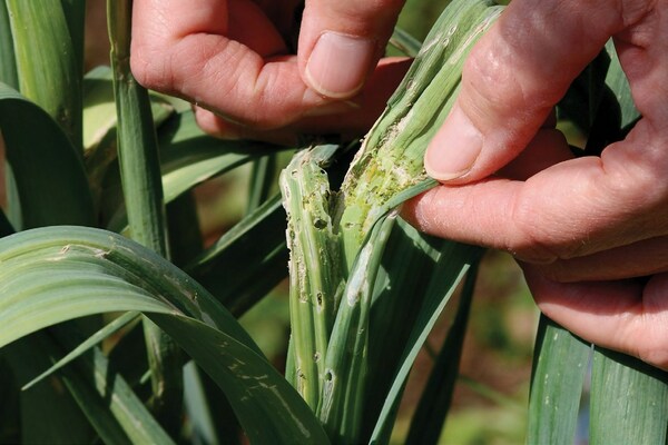 pests of garlic photos