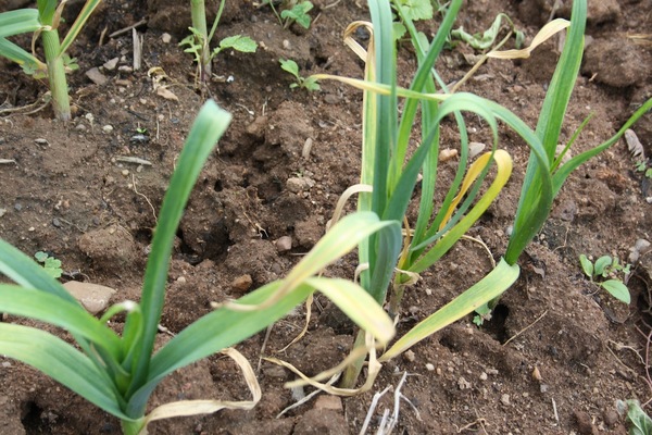 wie man Knoblauch von Schädlingen behandelt