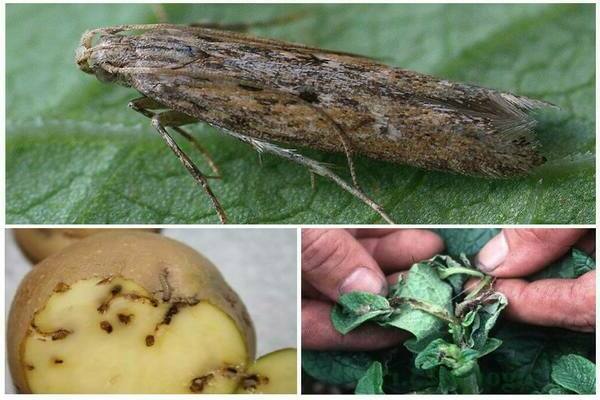 potato pests