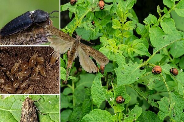 protection of potatoes from pests