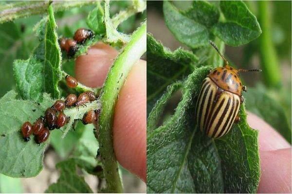 protection of potatoes from pests