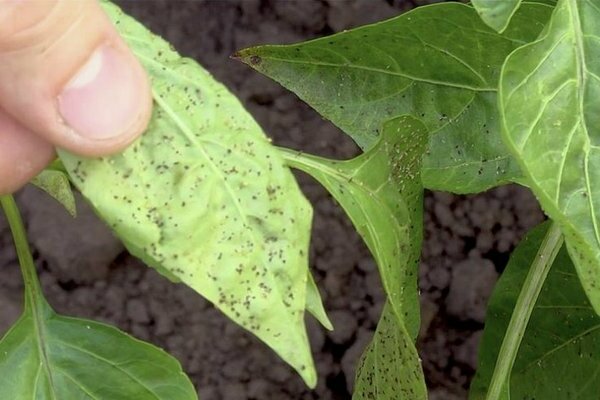 pests of pepper seedlings photos