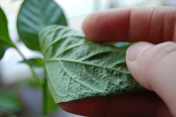 kung paano gamutin ang mga peppers seedlings mula sa mga peste