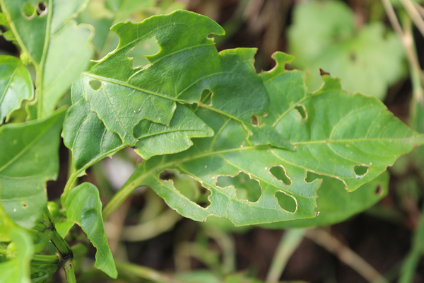 pests on pepper seedlings how to deal