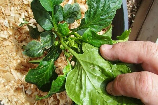 pepper seedling pests