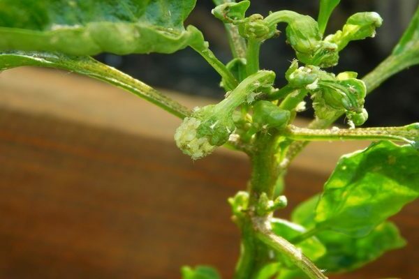 pests of pepper seedlings photos