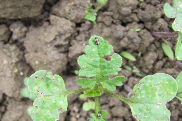 radish pests and control