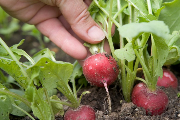 Radish pests