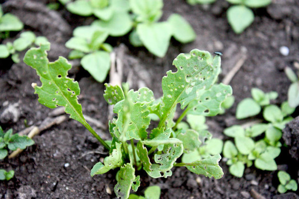 pests of radish photos