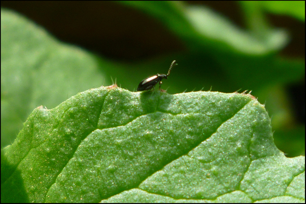 lutte contre les parasites du radis