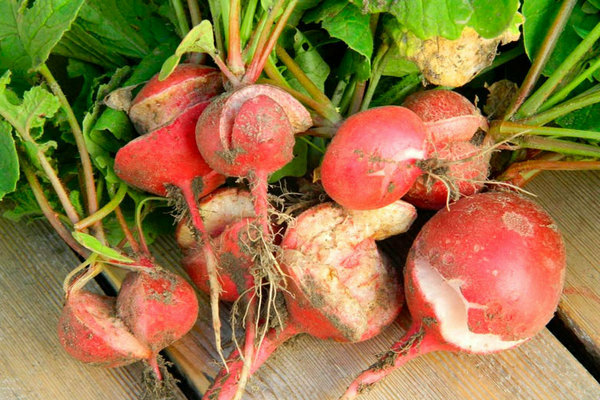 radish pests