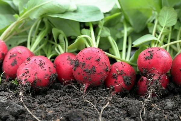 pests of radish photos