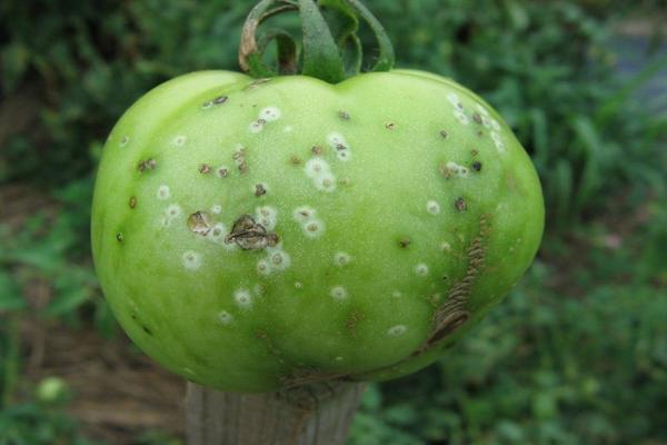 Tomatenschädlinge Beschreibung mit Fotos