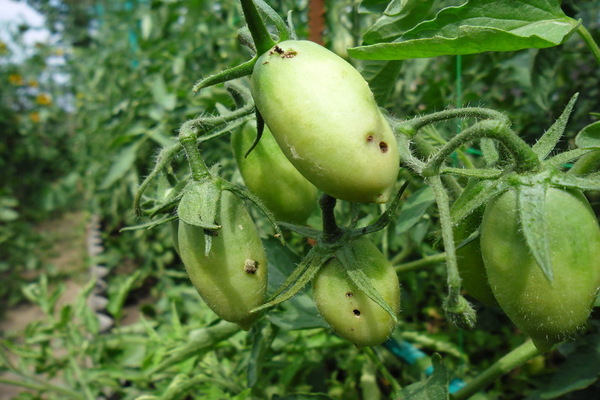 paglalarawan ng mga pests ng kamatis na may mga larawan