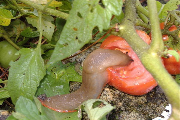 Tomatenschädlinge