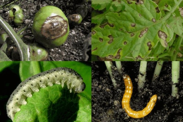 pagkontrol ng kamatis sa kamatis