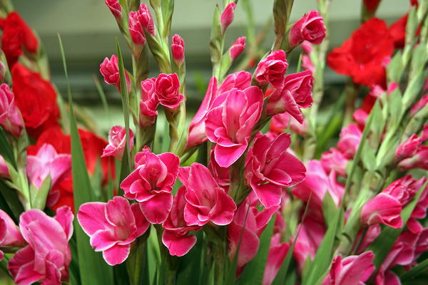 Growing gladioli