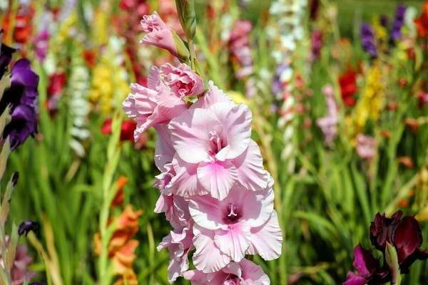 Landtechnik für den Gladiolenanbau