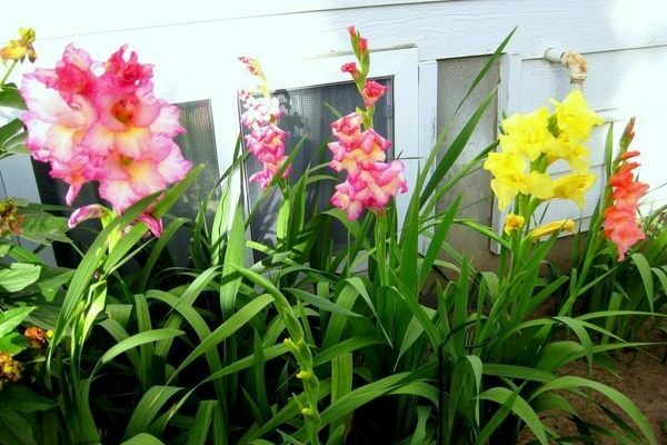 planting and growing gladioli