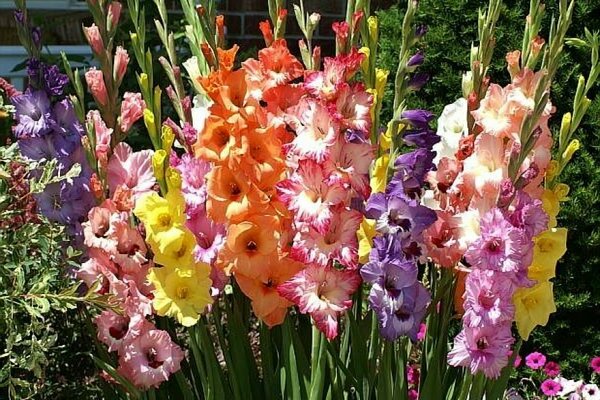 growing gladioli video