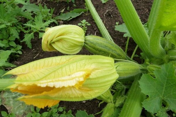 wachsende Zucchini