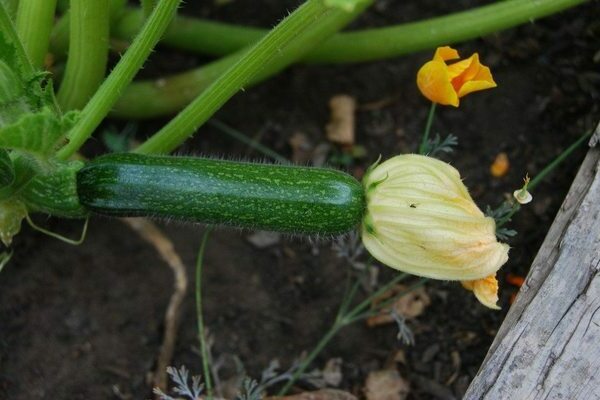 culture et entretien des courgettes