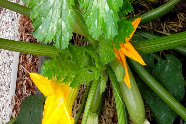 planter des courgettes en pleine croissance