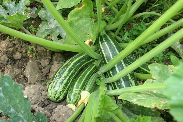 wachsende zucchini fotos