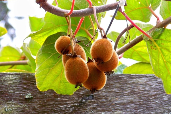 Kiwi aus Samen anbauen