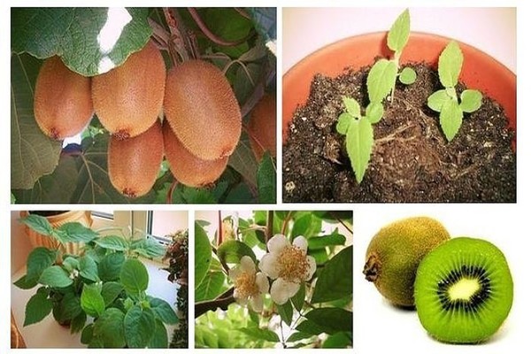 kiwi growing at home