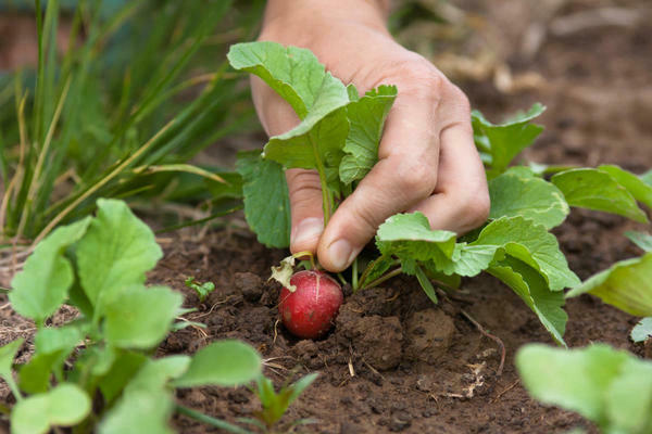 radish