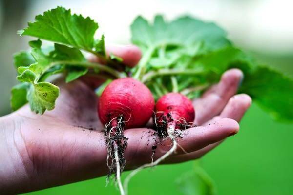 growing radish video