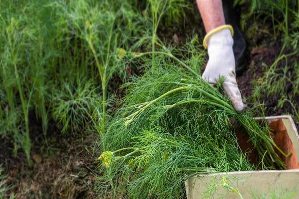 Growing dill