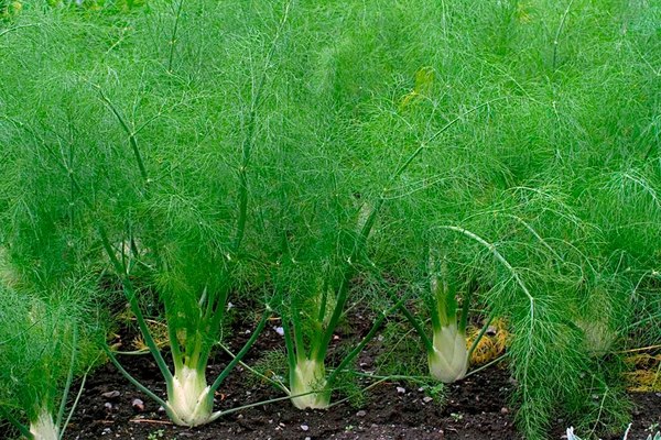 Dill wächst aus Samen